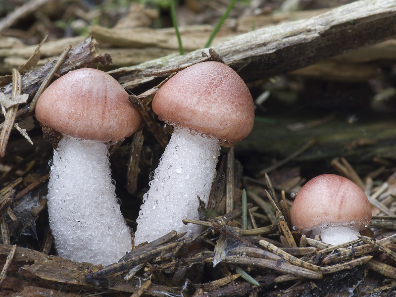 Hygrophorus persicolor